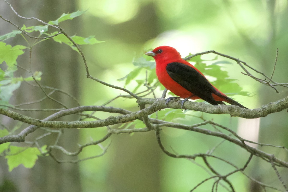 Scarlet Tanager - Jerry Horak