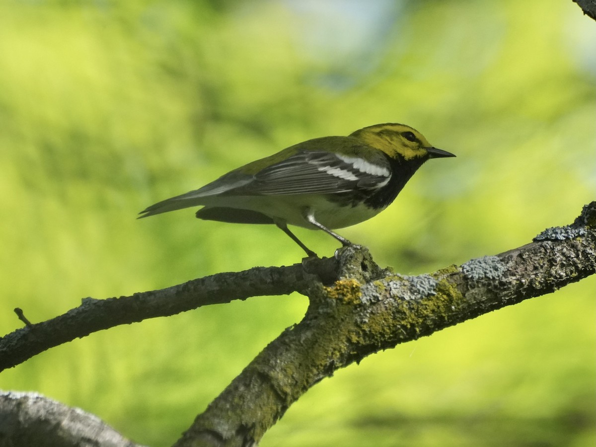 Black-throated Green Warbler - Chris Wills