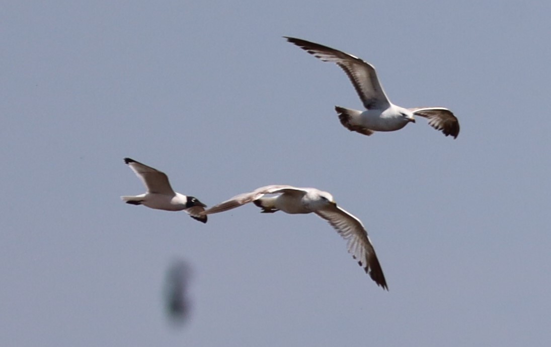 Franklin's Gull - Randal Newton