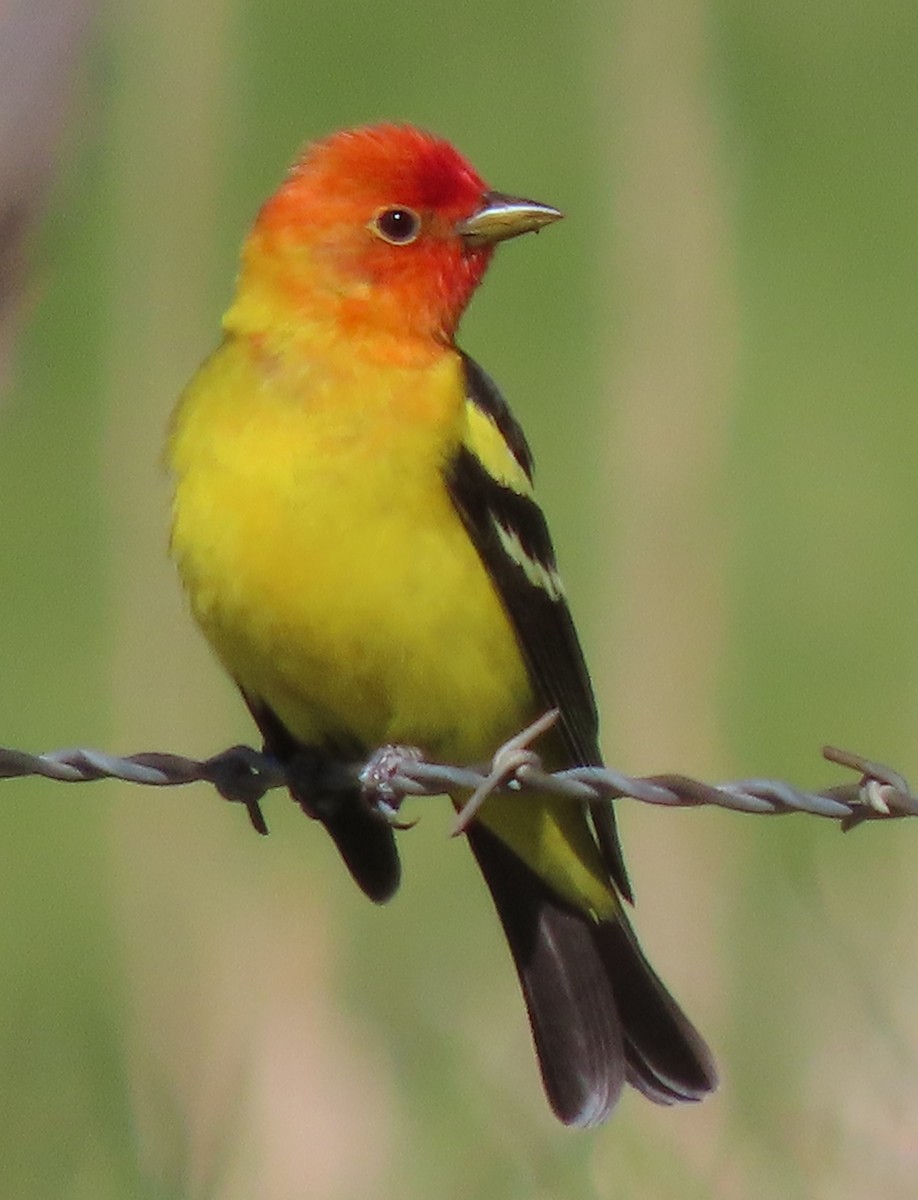 Western Tanager - BEN BAILEY