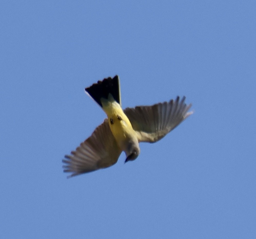 Western Kingbird - Kathryn Deetz 🦢