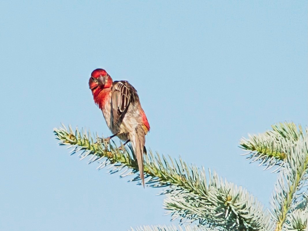 House Finch - Chris Beam