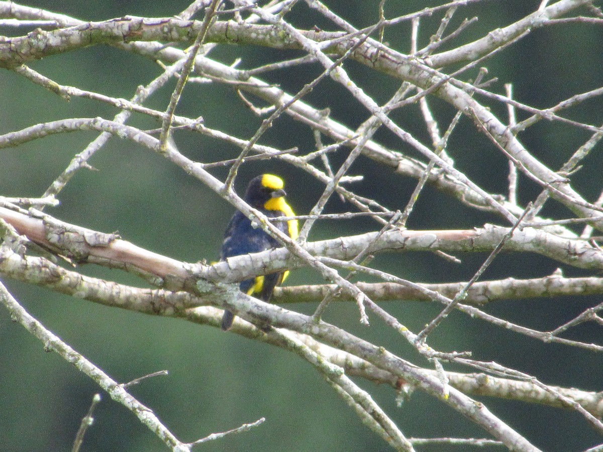 Thick-billed Euphonia - Alejandro Lema