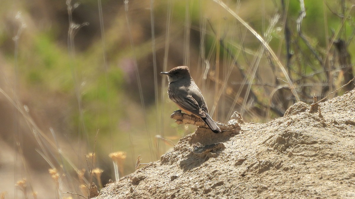 Say's Phoebe - Travis Young