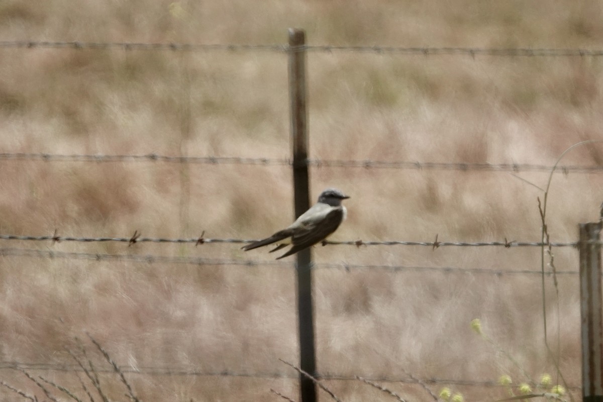 Western Kingbird - Debra Austin