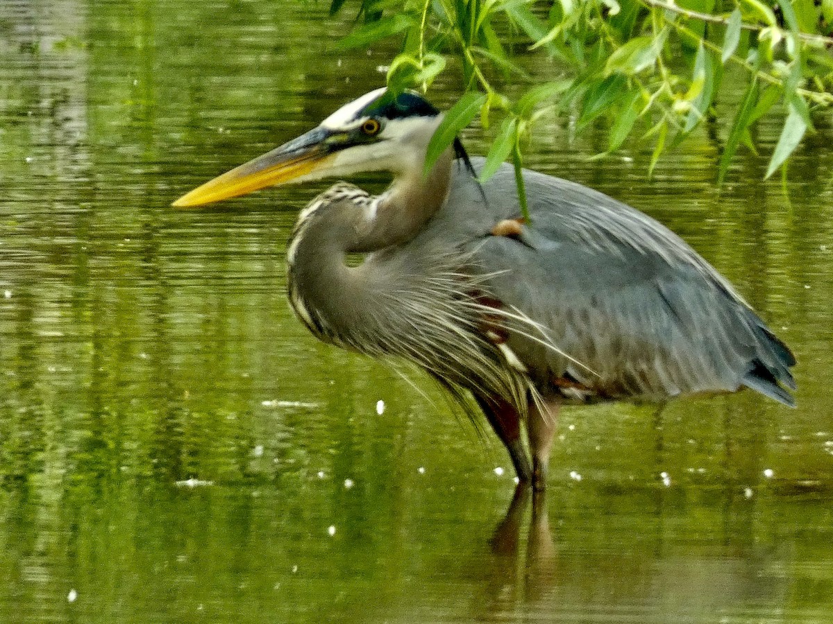 Great Blue Heron - Connee Chandler