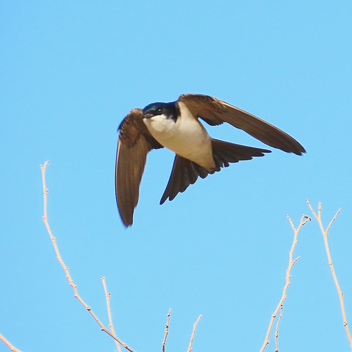 Western House-Martin - Noah Isakov