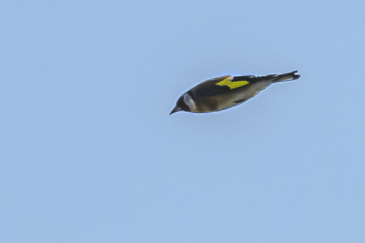 European Goldfinch - Amed Hernández