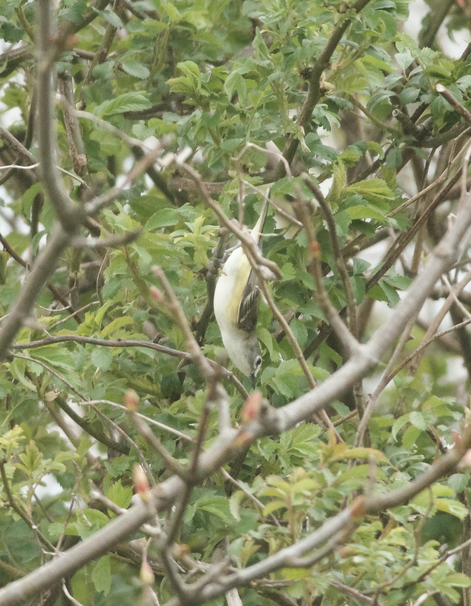 Blue-headed Vireo - Paul Gould