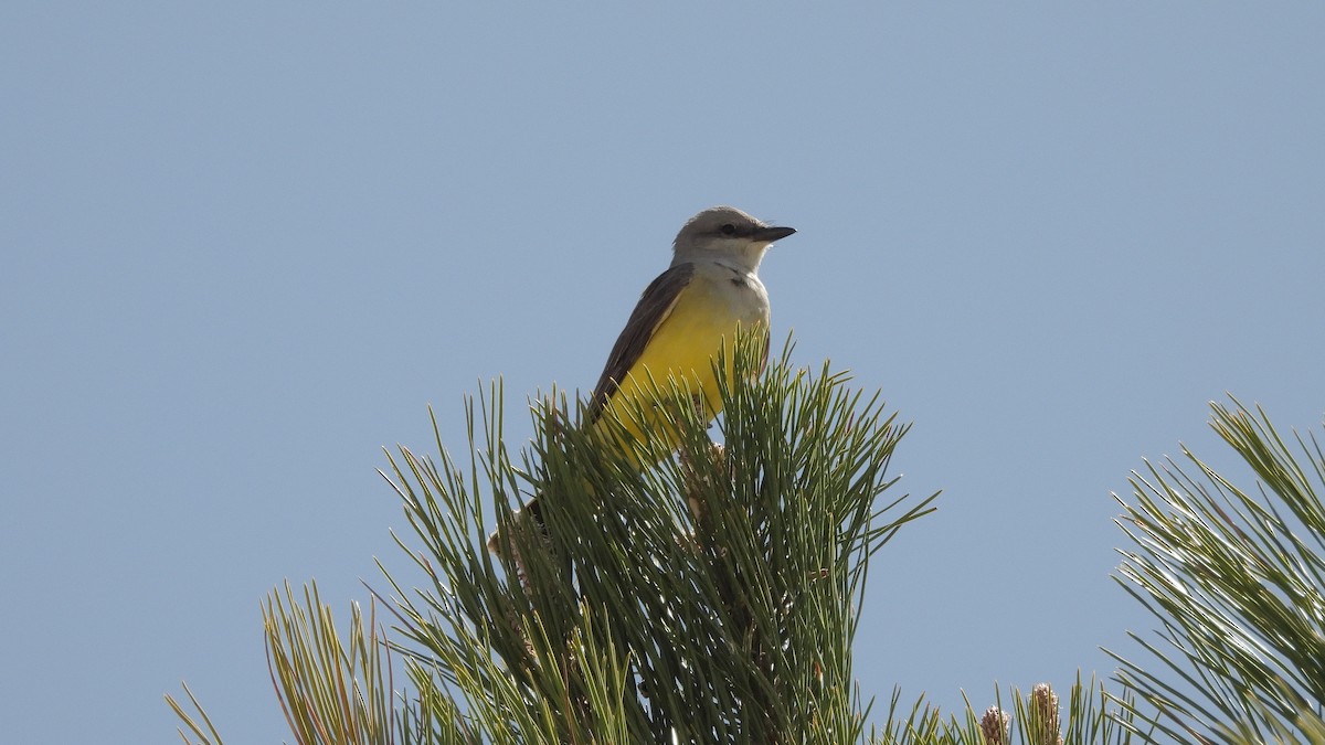 Western Kingbird - Travis Young