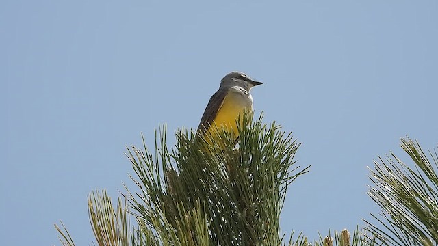 Western Kingbird - ML619501334