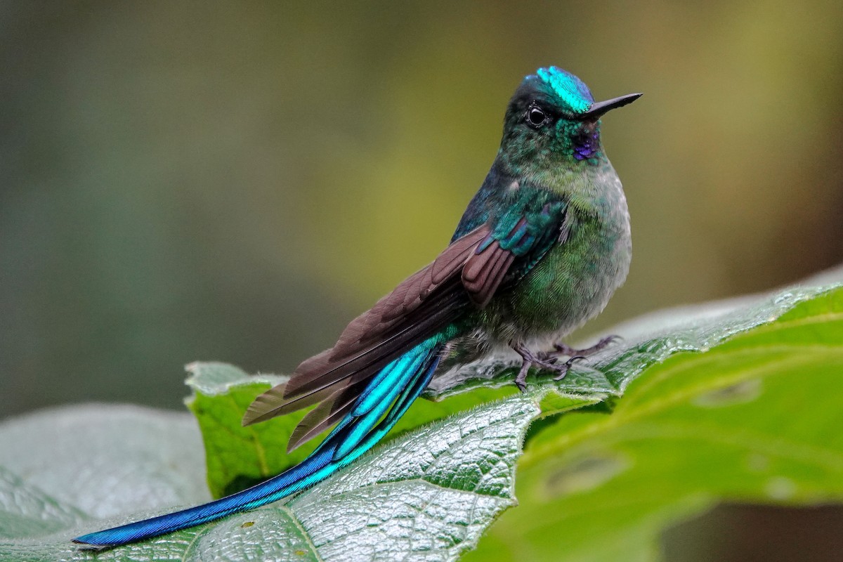 Long-tailed Sylph - Celesta von Chamier