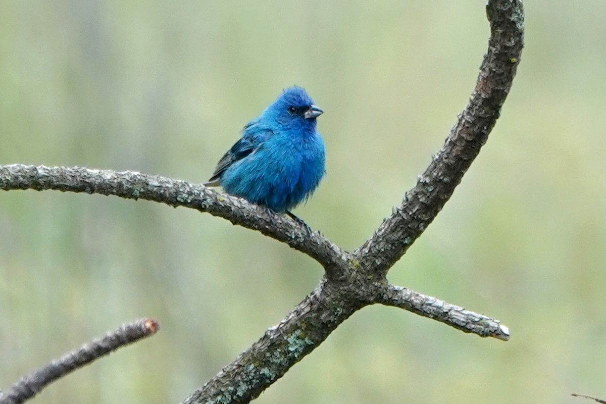 Indigo Bunting - Steve Neely