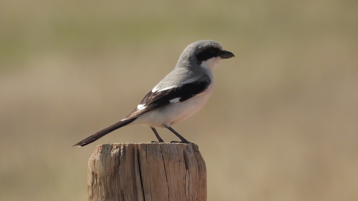 Loggerhead Shrike - ML619501344
