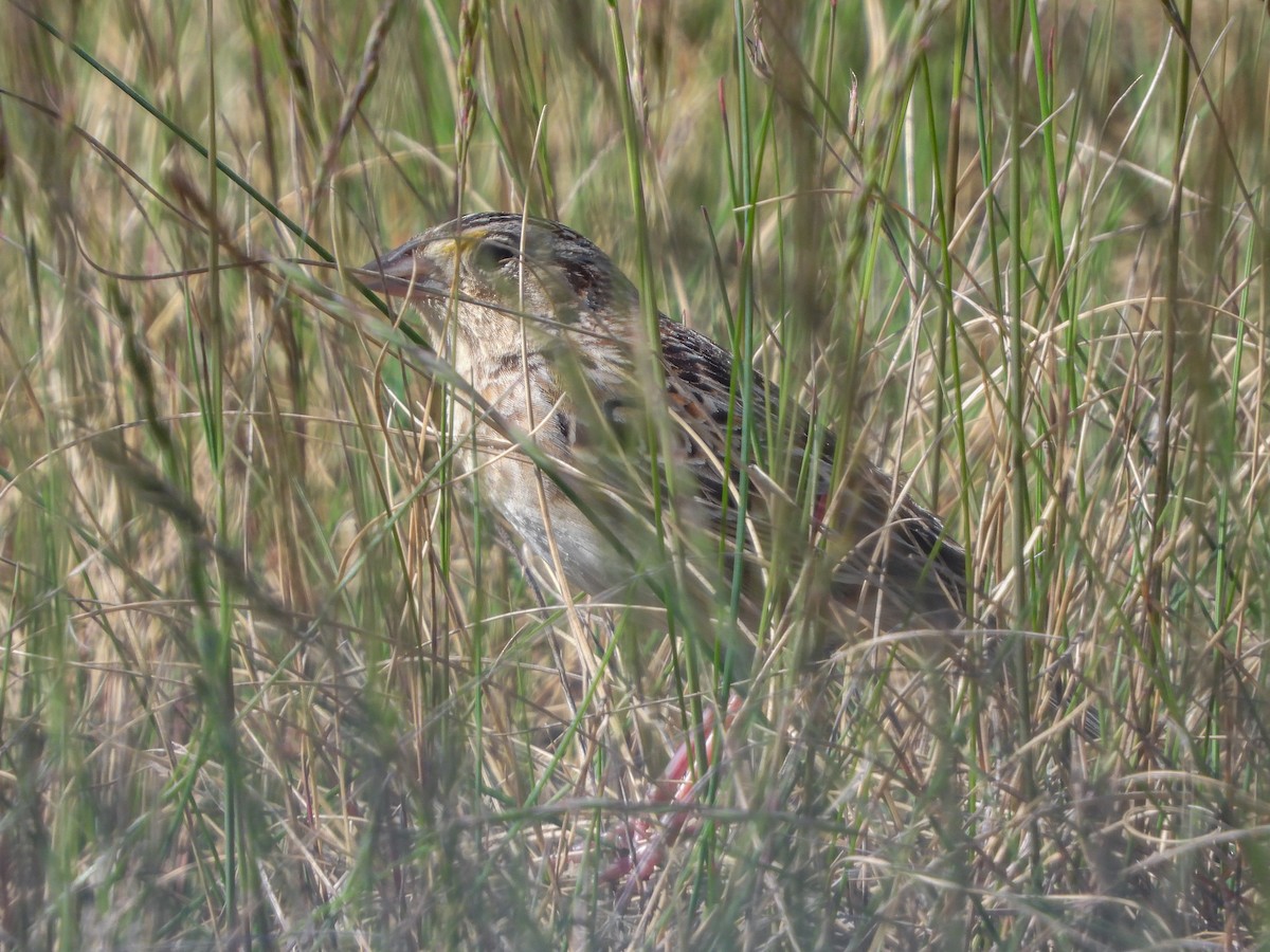 Grasshopper Sparrow - Samuel Burckhardt