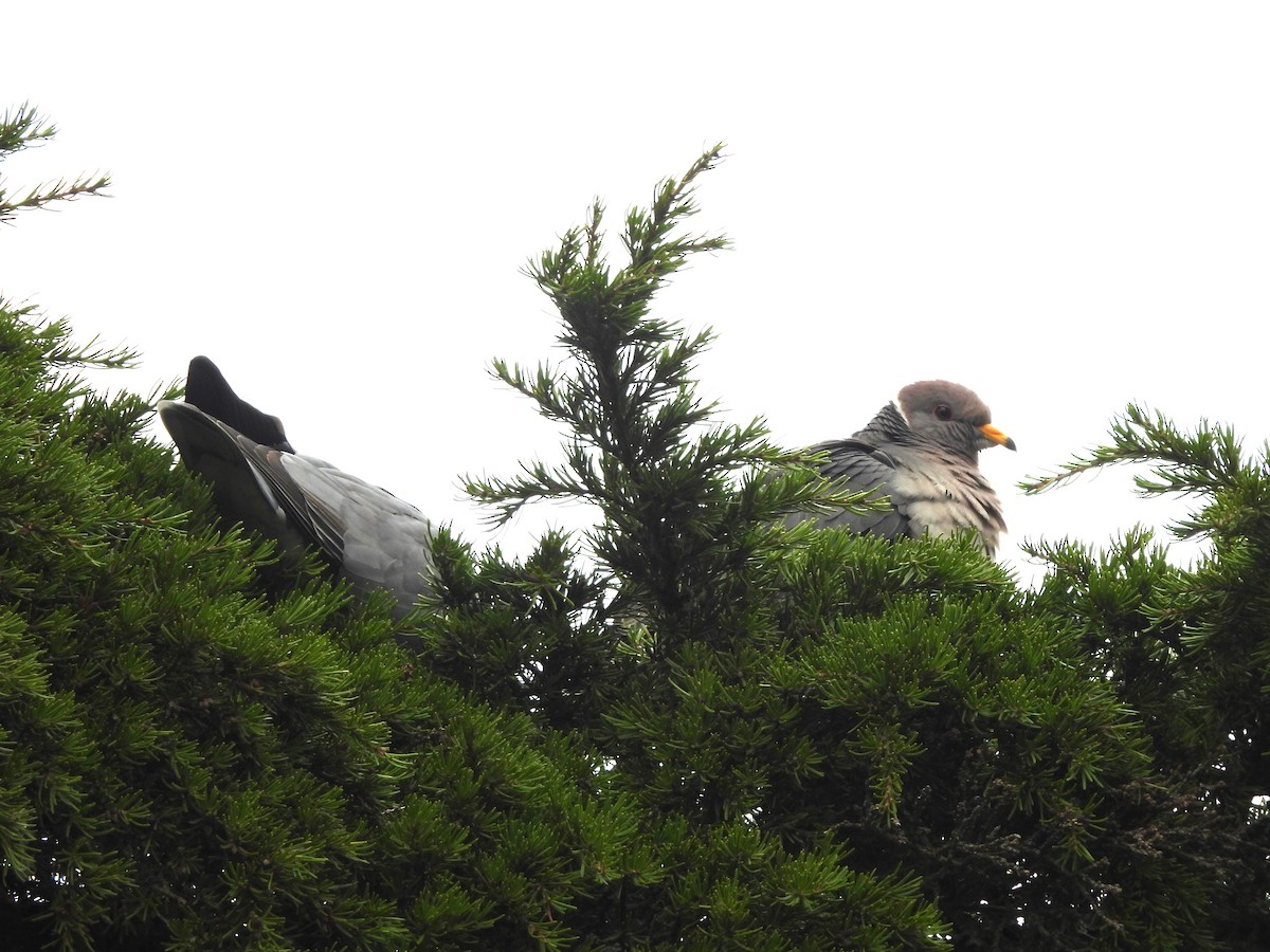 Band-tailed Pigeon - ML619501350