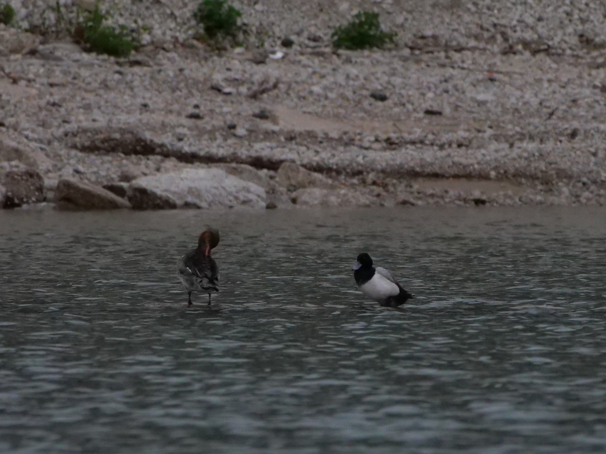 Greater Scaup - Bob Izumi