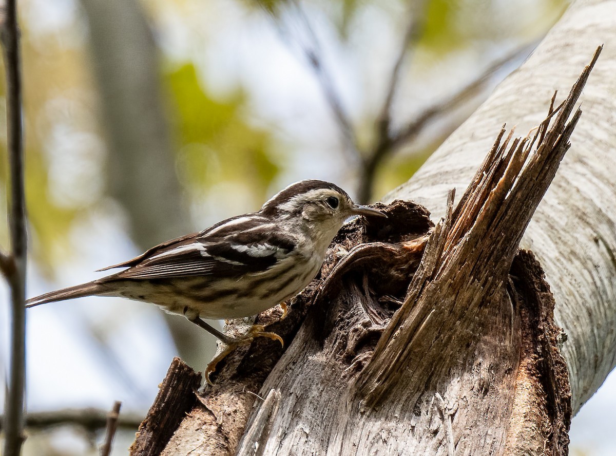 Black-and-white Warbler - Bonnie Tate