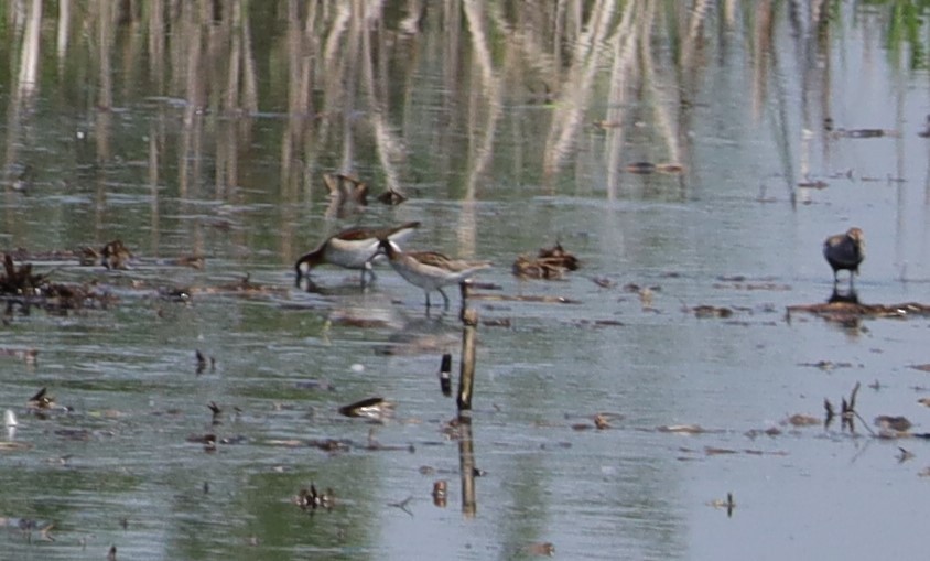 Wilson's Phalarope - Randal Newton