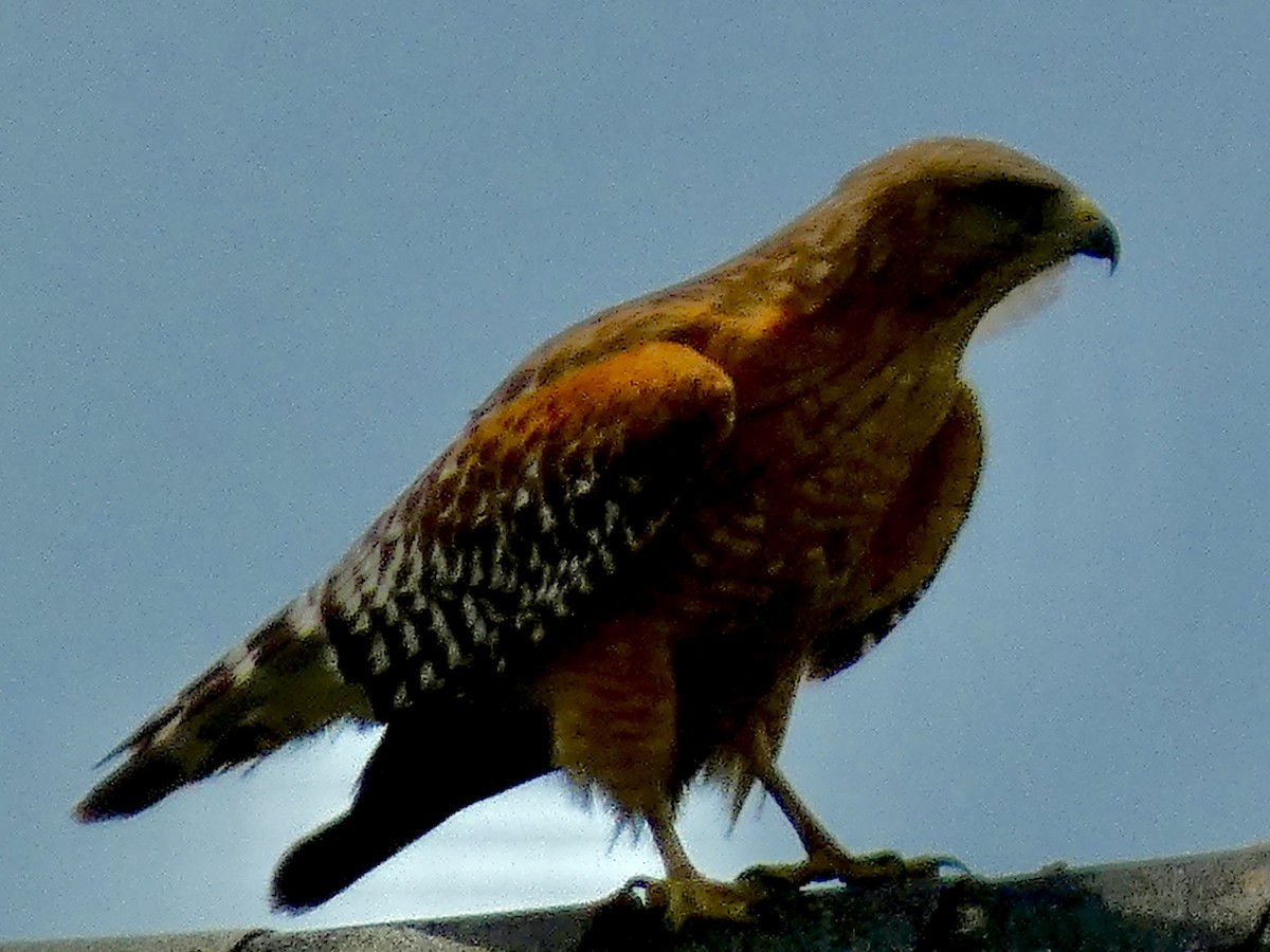 Red-shouldered Hawk - Connee Chandler