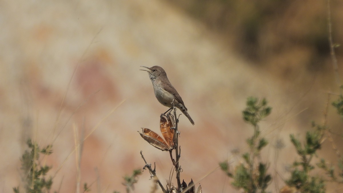 Rock Wren - Travis Young