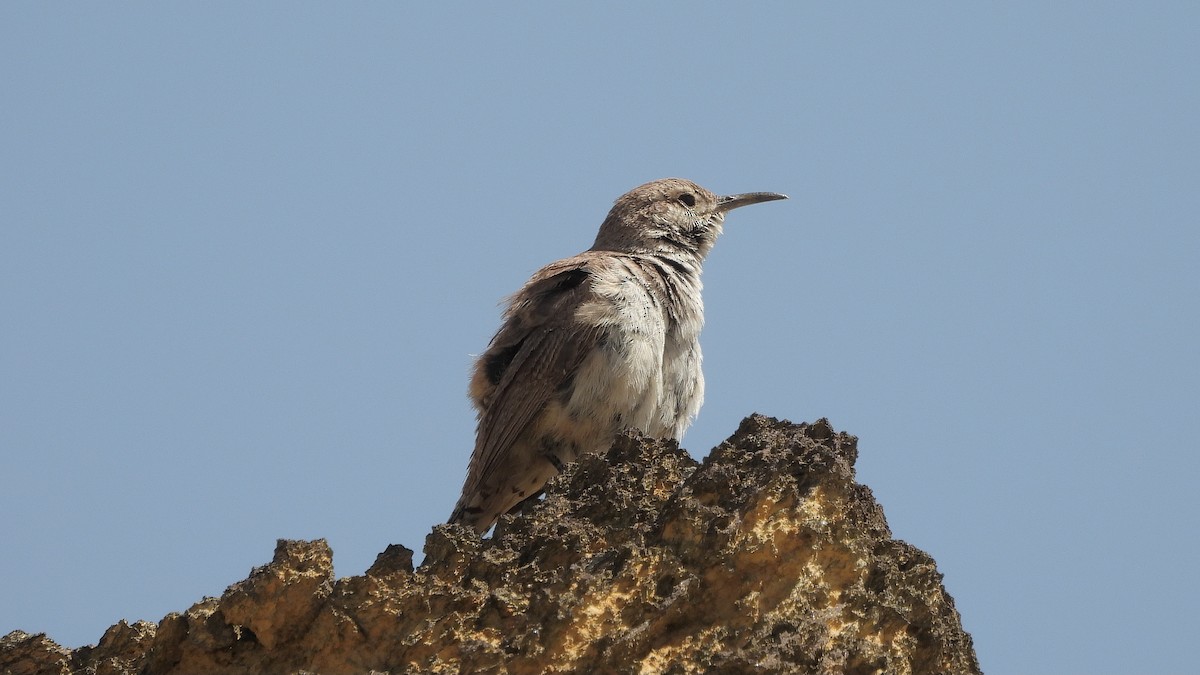 Rock Wren - Travis Young