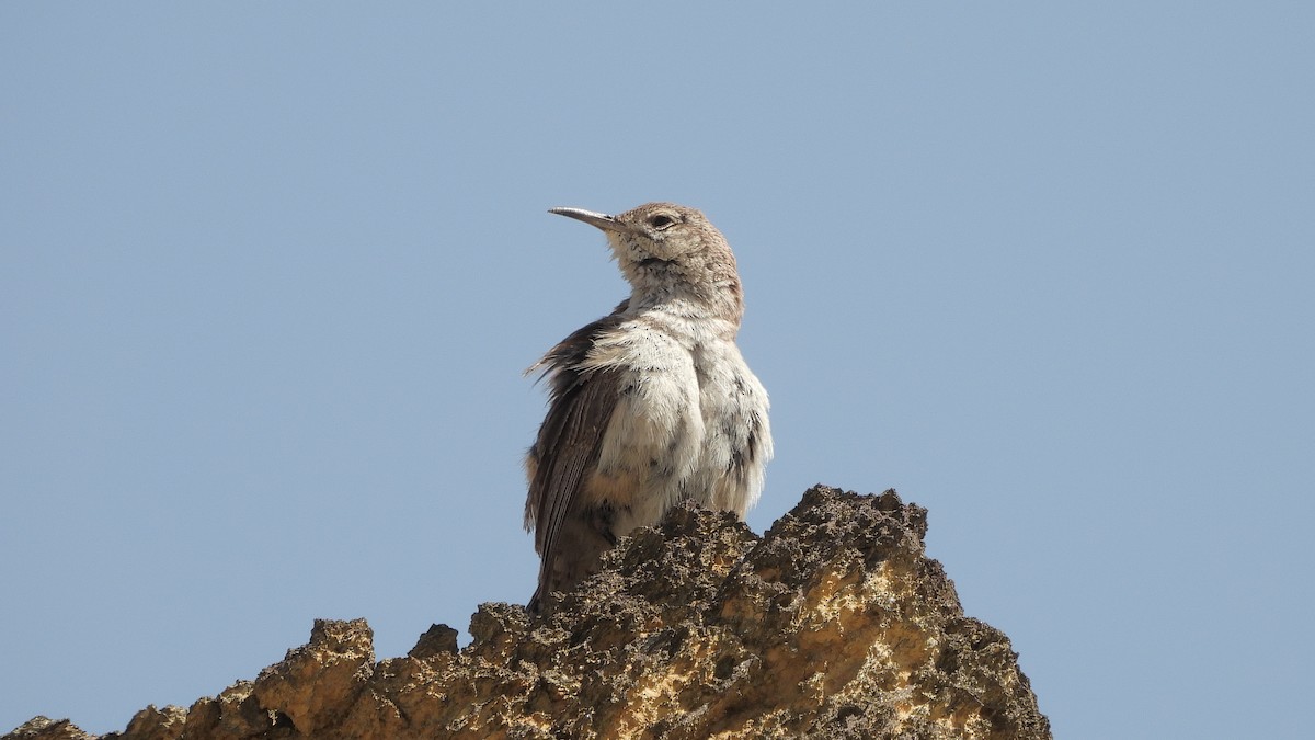 Rock Wren - Travis Young