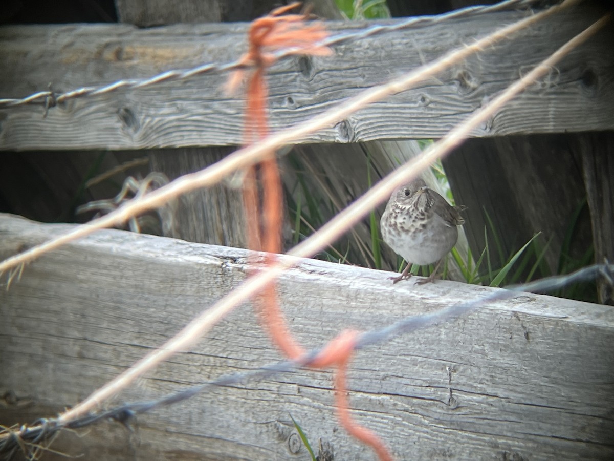 Gray-cheeked Thrush - Jocelyn Rawleigh