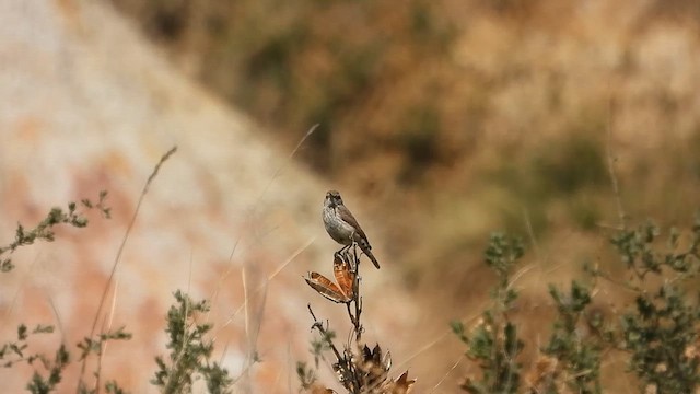 Rock Wren - ML619501365