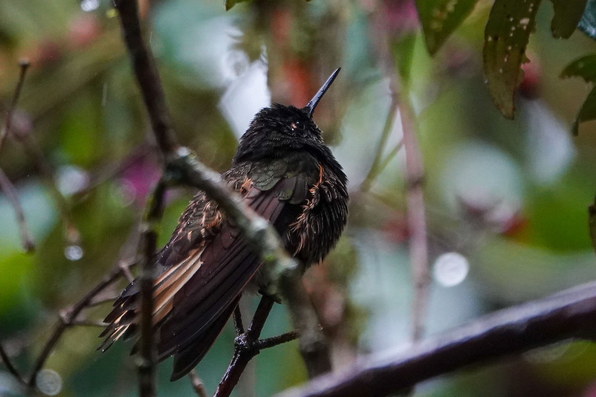 Buff-tailed Coronet - ML619501370