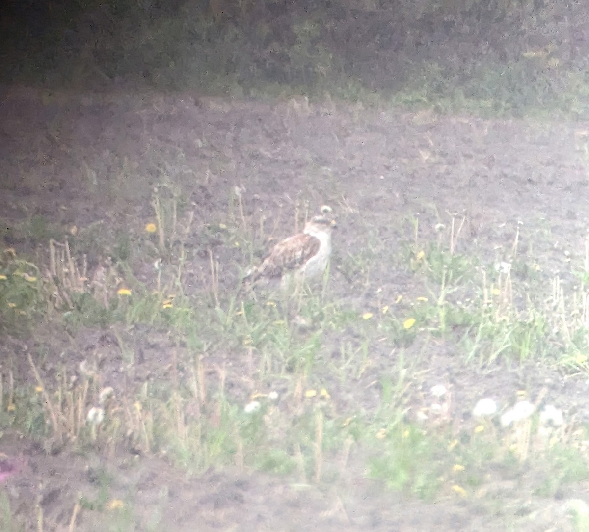 Ferruginous Hawk - Gregory Ball