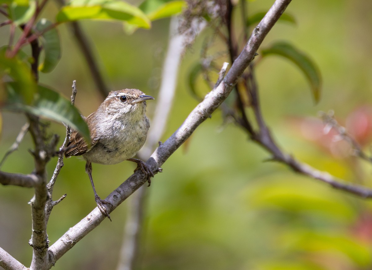 Bewick's Wren - ML619501375