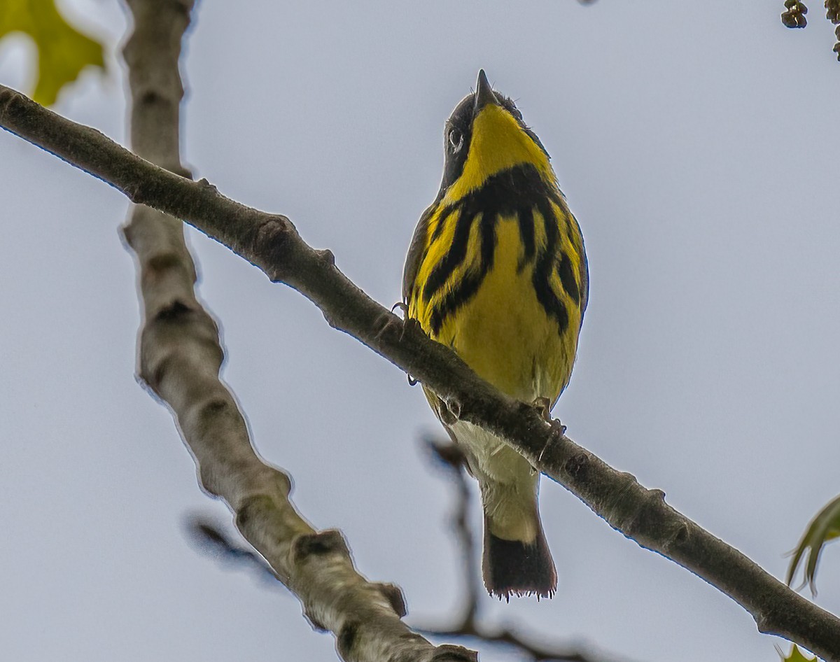 Magnolia Warbler - Bonnie Tate