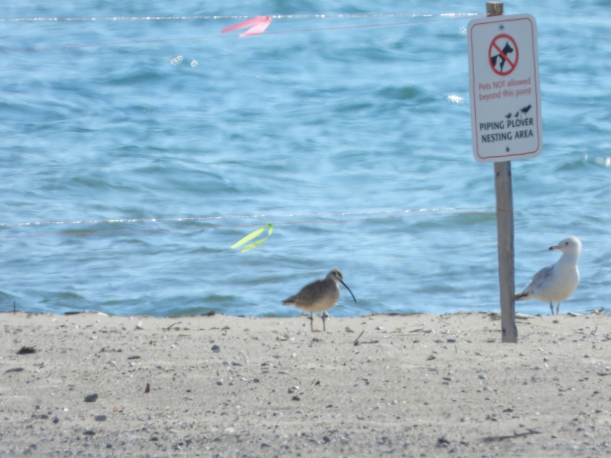 Whimbrel - Samuel Burckhardt