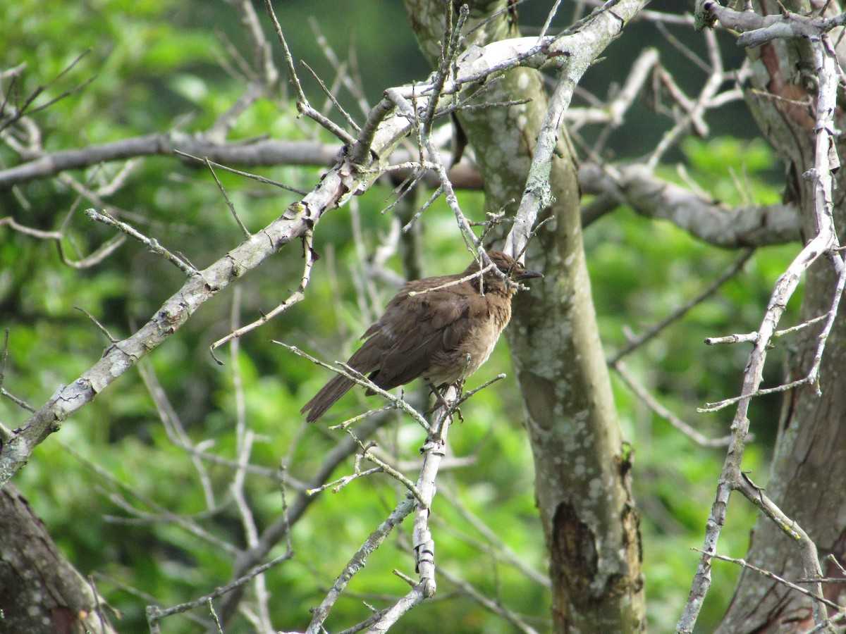 Black-billed Thrush - ML619501381