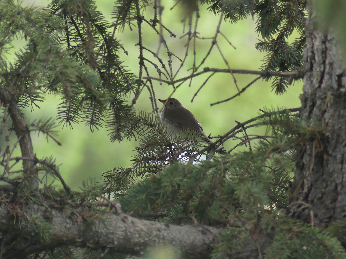 Gray-cheeked Thrush - Vincent  T Cottrell