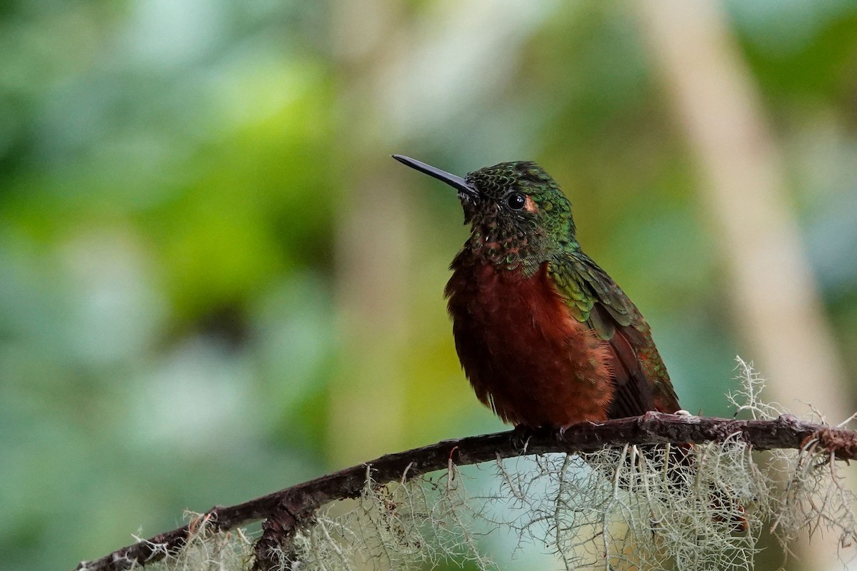 Chestnut-breasted Coronet - Celesta von Chamier