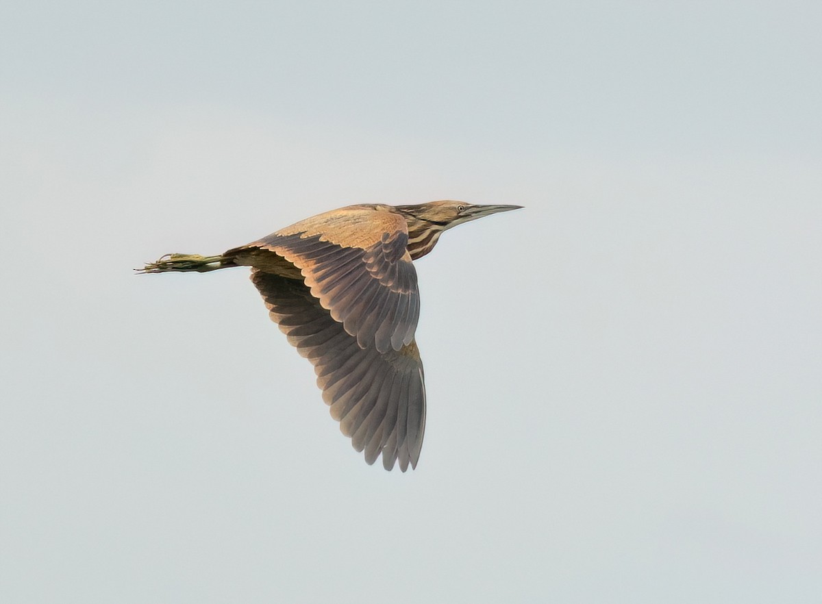 American Bittern - Julie Paquette