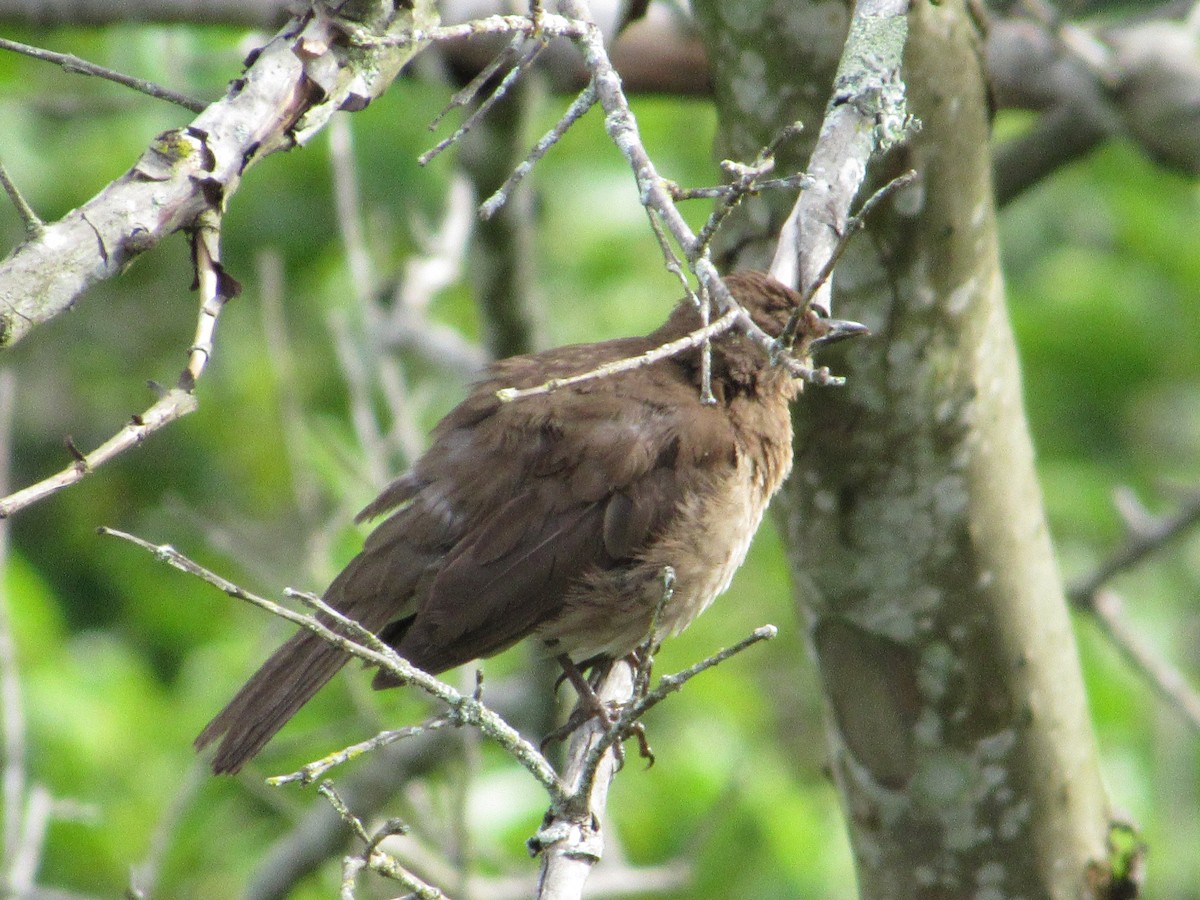 Black-billed Thrush - ML619501389