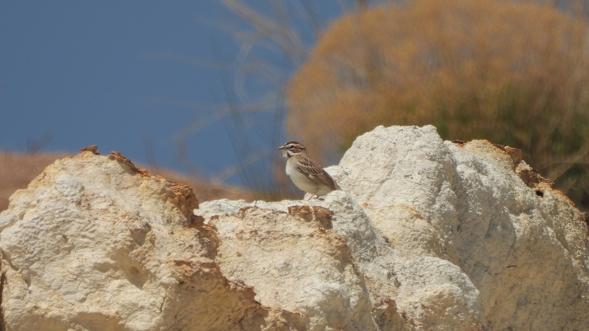 Lark Sparrow - Travis Young