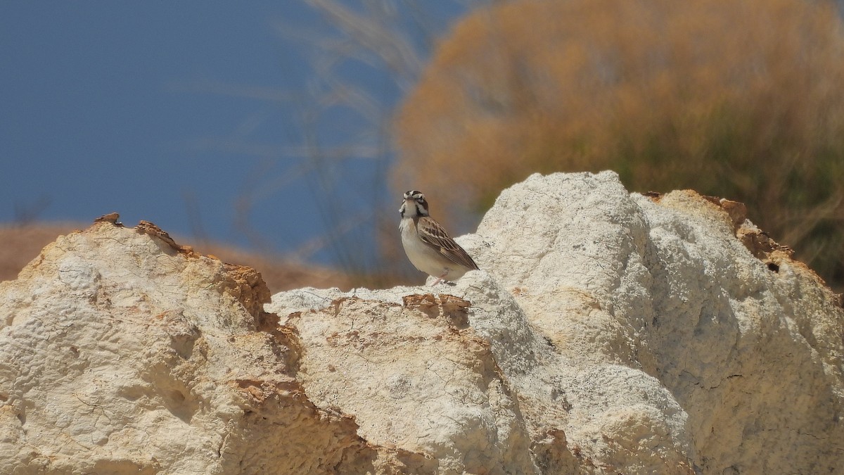 Lark Sparrow - Travis Young