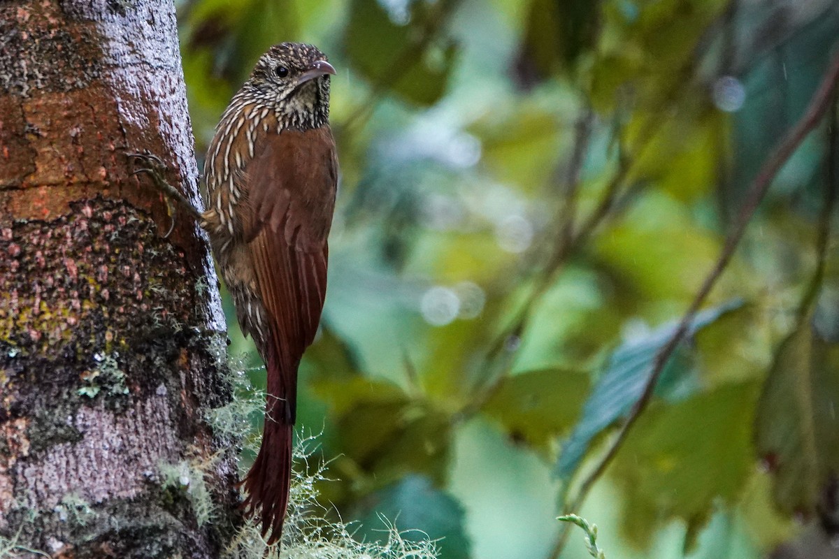 Strong-billed Woodcreeper - Celesta von Chamier