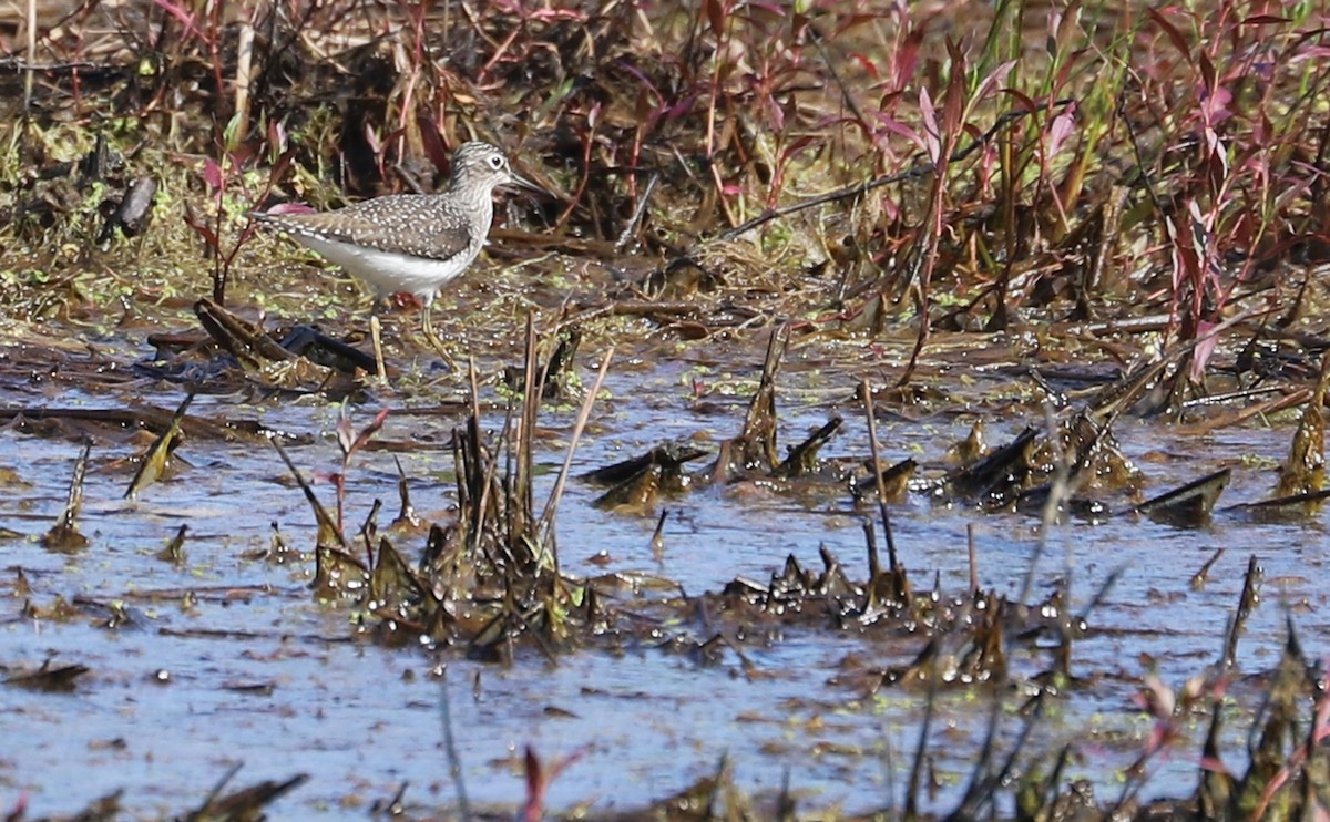 Solitary Sandpiper - Rob Bielawski