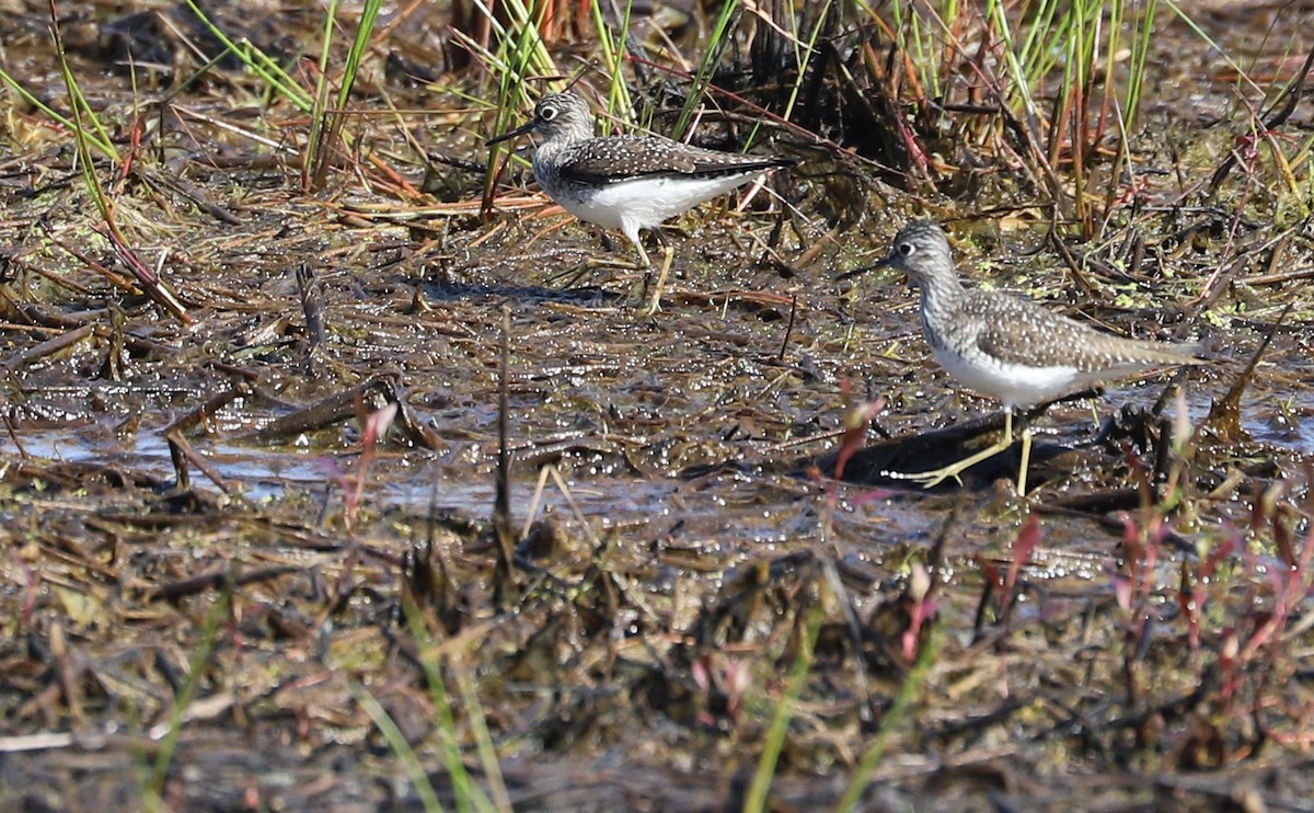 Solitary Sandpiper - Rob Bielawski