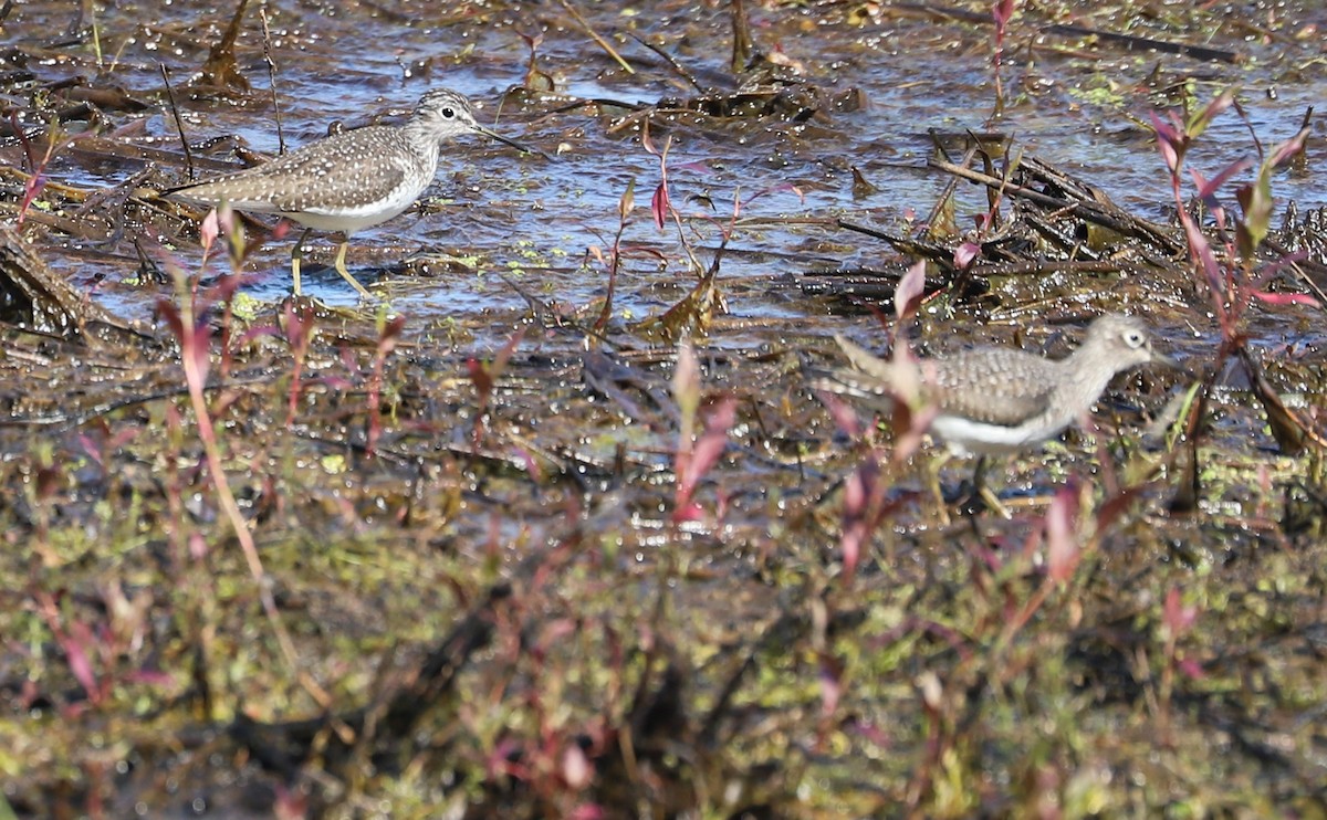 Solitary Sandpiper - Rob Bielawski