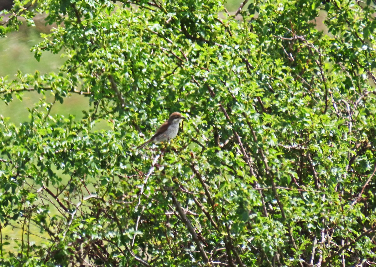 Red-backed Shrike - Francisco Javier Calvo lesmes