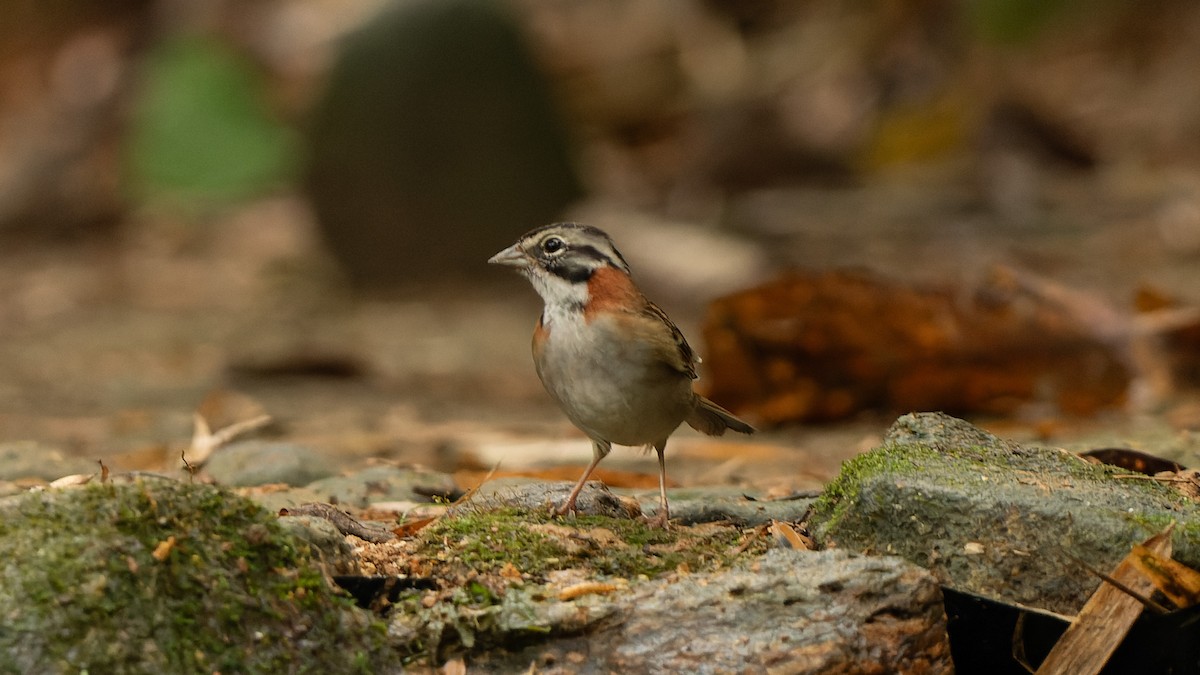 Rufous-collared Sparrow - Ricardo Mitidieri
