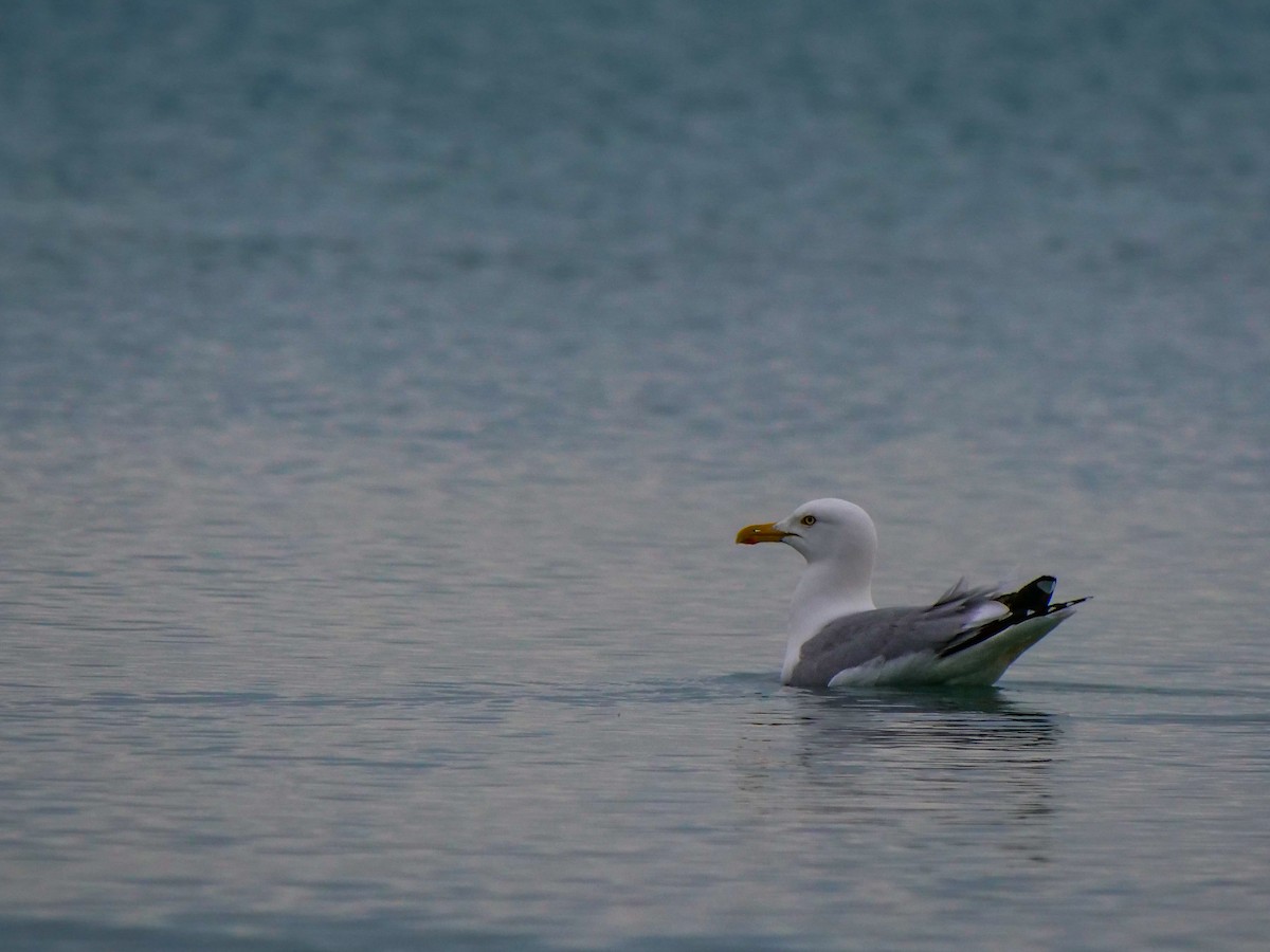 Herring Gull - Bob Izumi