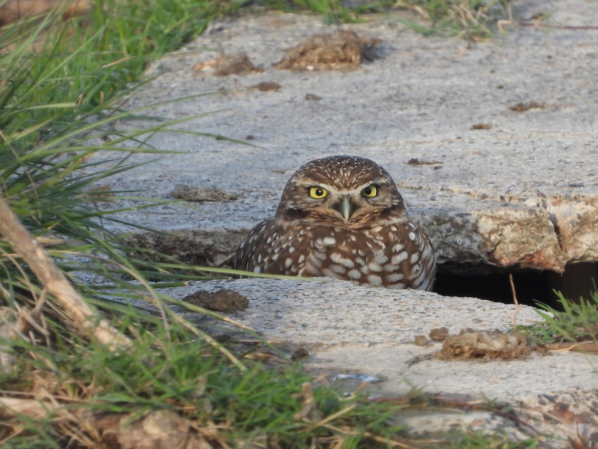 Burrowing Owl - J & C Miles