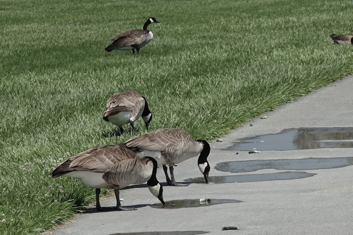 Canada Goose - Debra Austin